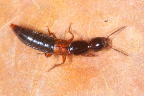 Réf. 315 465 : Othius punctulatus